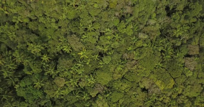 Aerial view of the Taia&ccedil;upeba region, with important remnants of native forest of the Atlantic Forest biome, as well as organic food production on farms and ranches in the region. S&atilde;o Paulo, Brasil