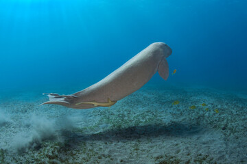 Diving with male sea cow or dugong with yellow fish in the deep of Red Sea in Egypt