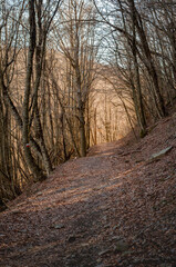 Il bosco d'inverno e la sua luce in montagna