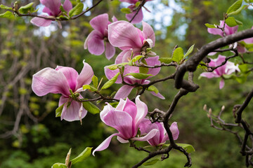 Beautiful magnolia blossom in the botanical garden in the city of Kyiv, Ukraine