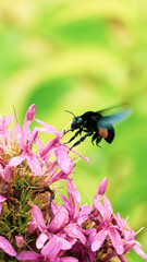 Fly on a flower
