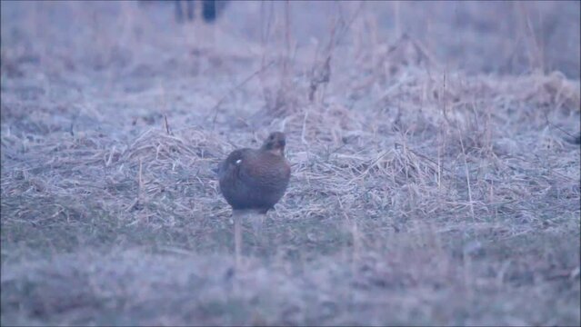 Black grouse female in the field