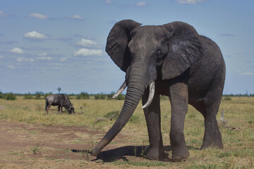 Obraz premium Afrikanischer Elefant / African elephant / Loxodonta africana