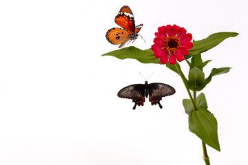 butterfly and zinnia flower isolated on a white background