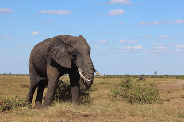 Fototapeta premium Afrikanischer Elefant / African elephant / Loxodonta africana