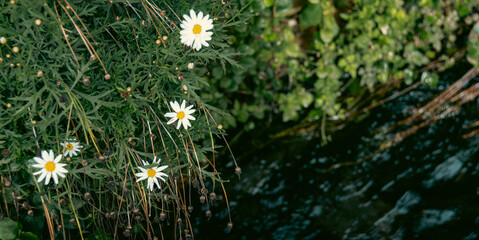 field of daisies