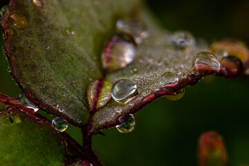 Drops on leaf