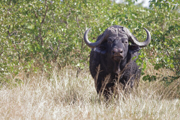 Kaffernb&uuml;ffel / African buffalo / Syncerus caffer