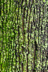 vertical background in the form of tree bark covered with green moss.