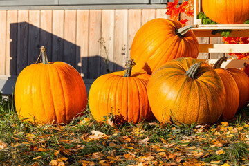 a large pumpkin lies on the grass in the front door of the house.