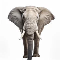 Foto op Canvas elephant isolated on white © PhillPixel