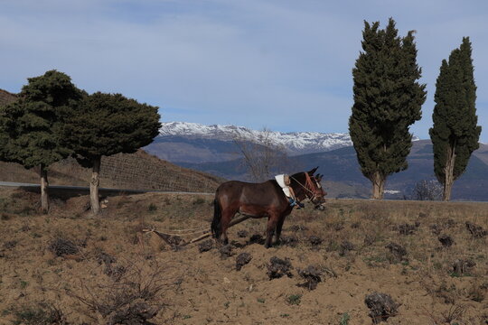 mulos caballos sequia labrando sierra nevada 