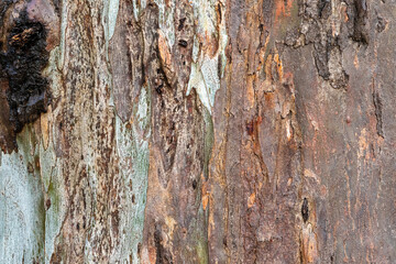 old wood background close up