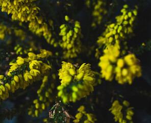 Close up macro photo of broom yellow flower with blur. Berberis japonica in a green garden. Nature flowers macro photography.