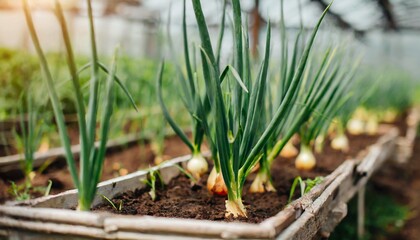 Green onion growing in a greenhouse. Organic agriculture. Natural and healthy food