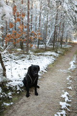 a black labrador dog sits in the middle of a snowy winter forest. dog in the forest in winter