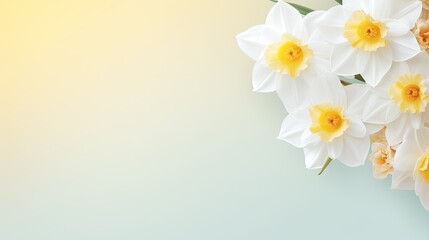 Floral Elegance: Beautiful fresh white and yellow narcissus flower heads on a pastel background, forming a delicate congratulation concept.