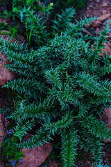Thorny mountain plant close-up view
