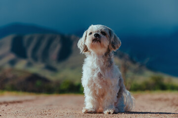 Shih tzu dog sitting on road on mountains background