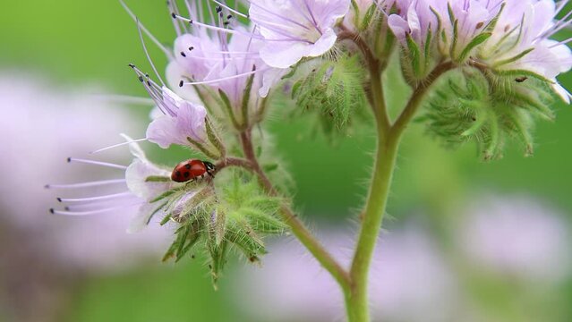 short clip of a ladybug coccinella magnifica on blue tansy - phacelia tanacetifolia eating aphids