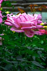 天瀬の秋バラ