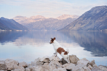 Jack Russell Terrier dog stands on rocky terrain against the backdrop of a serene lake and mountain...