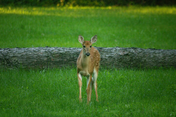 Fawn in Yard in Summer