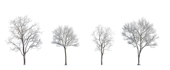 winter various snowed trees frontal isolated png on a transparent background premium cutout sunny weather