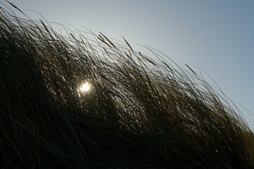 Nadmorskie trawy podświetlone tarczą słońca.  Słońce przenika przez ich źdźbła.  Piaszczyste wydmy nad morzem w promieniach słońca. Światło i cień, kontrast, pod słońce. - obrazy, fototapety, plakaty