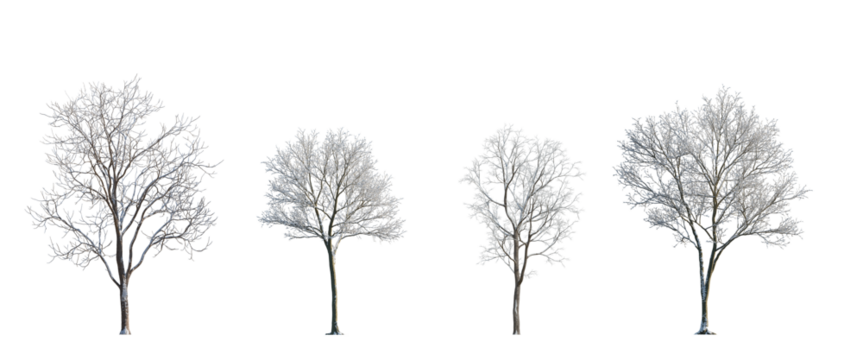 winter various snowed trees frontal isolated png on a transparent background premium cutout sunny weather