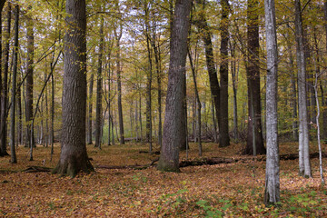 Autumnal midday in deciduous forest stand with old oak trees
