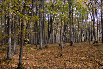 Fototapeta premium Autumnal midday in deciduous forest stand with old oak trees