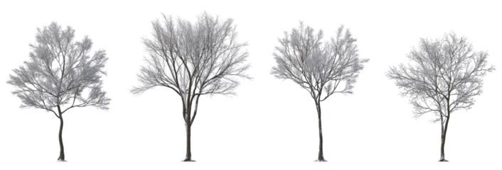 Street medium winter various snowed trees frontal isolated png on a transparent background premium cutout cloudy overcast weather