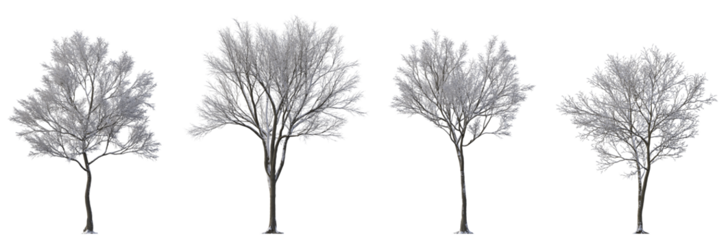Street medium winter various snowed trees frontal isolated png on a transparent background premium cutout cloudy overcast weather