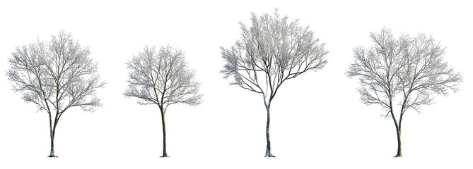 Set of street medium winter various snowed trees frontal isolated png on a transparent background...