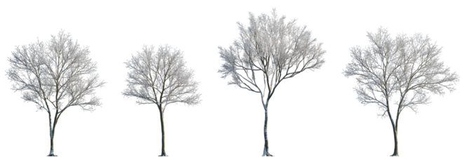 Winter various snowed trees frontal isolated png on a transparent background premium cutout sunny weather