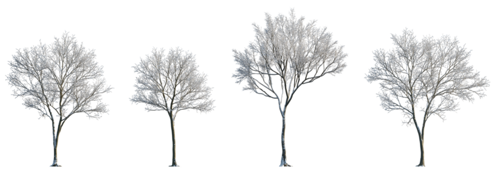 Winter various snowed trees frontal isolated png on a transparent background premium cutout sunny weather