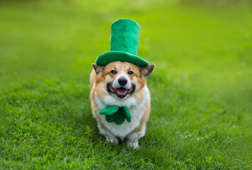 portrait of a funny corgi dog puppy in a green leprechaun hat in honor of St. Patrick