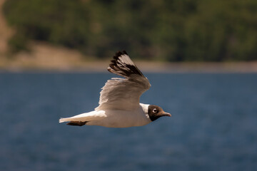 seagull with black head, Chroicocephalus maculipennis, in patagonia argentina, neuquen, in flight...