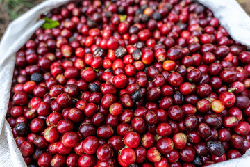Close up view of the premium red Coffee beans harvest in Costa Rica by hand 