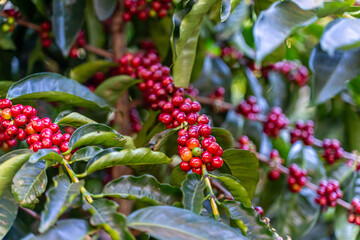 Close up view of the premium red Coffee beans harvest in Costa Rica by hand 