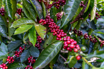 Close up view of the premium red Coffee beans harvest in Costa Rica by hand 