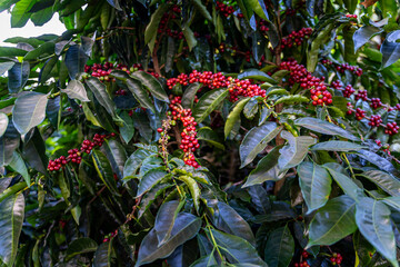Close up view of the premium red Coffee beans harvest in Costa Rica by hand 