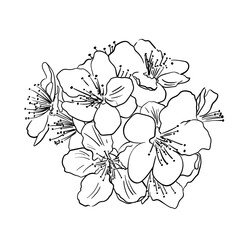 Hand drawn vector drawing in doodle style. Blooming fruit branch engraving isolated on white background. Delicate flowers, petals. Spring time, sakura, orchard. Simple sketch in ink, black outline.