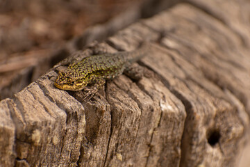 little lizzard (Liolaemus) in a piece of wood. Argentina, Patagonia