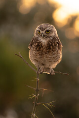 Buho, little owl standing in a tree in Argentina. Athene cunicularia