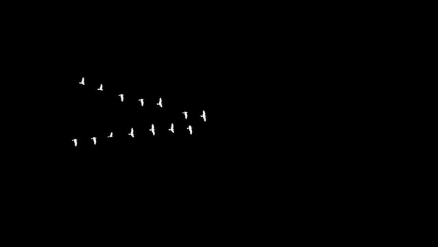 4K Seagulls White Silhouette