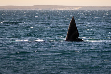 Fototapeta premium Tail of a franca whale in the sea. Puerto Madryn, Chubut, Argentina. Eubalaena australis