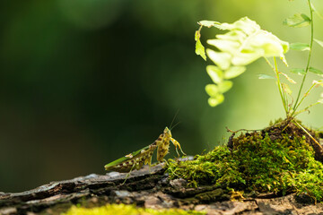 Flower mantis Defense. Closeup of Praying Mantis standing still on a branch, blurred background.