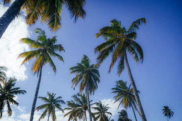 palm trees against sky
